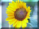 beveledsunflower.jpg