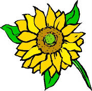 sunflower2.jpg